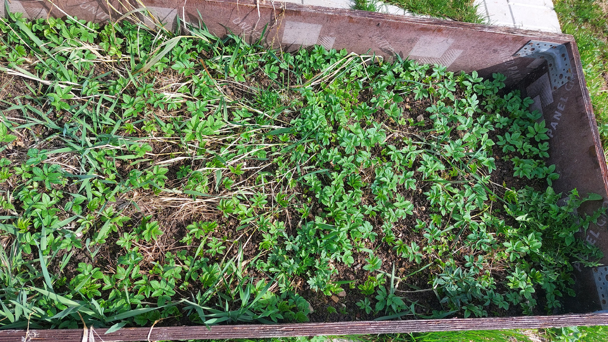 Тут был Вася. В смысле тут была клубника). Где она?