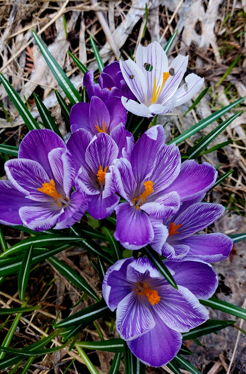 Художественно обглоданный крокус