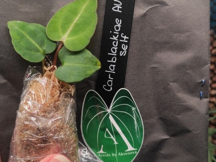 Вернулась с Монстериума просто без ног