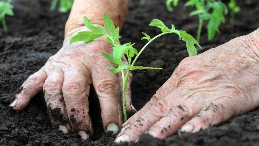 3 вещи, которые я кладу в лунку к томатам вместо дорогих удобрений