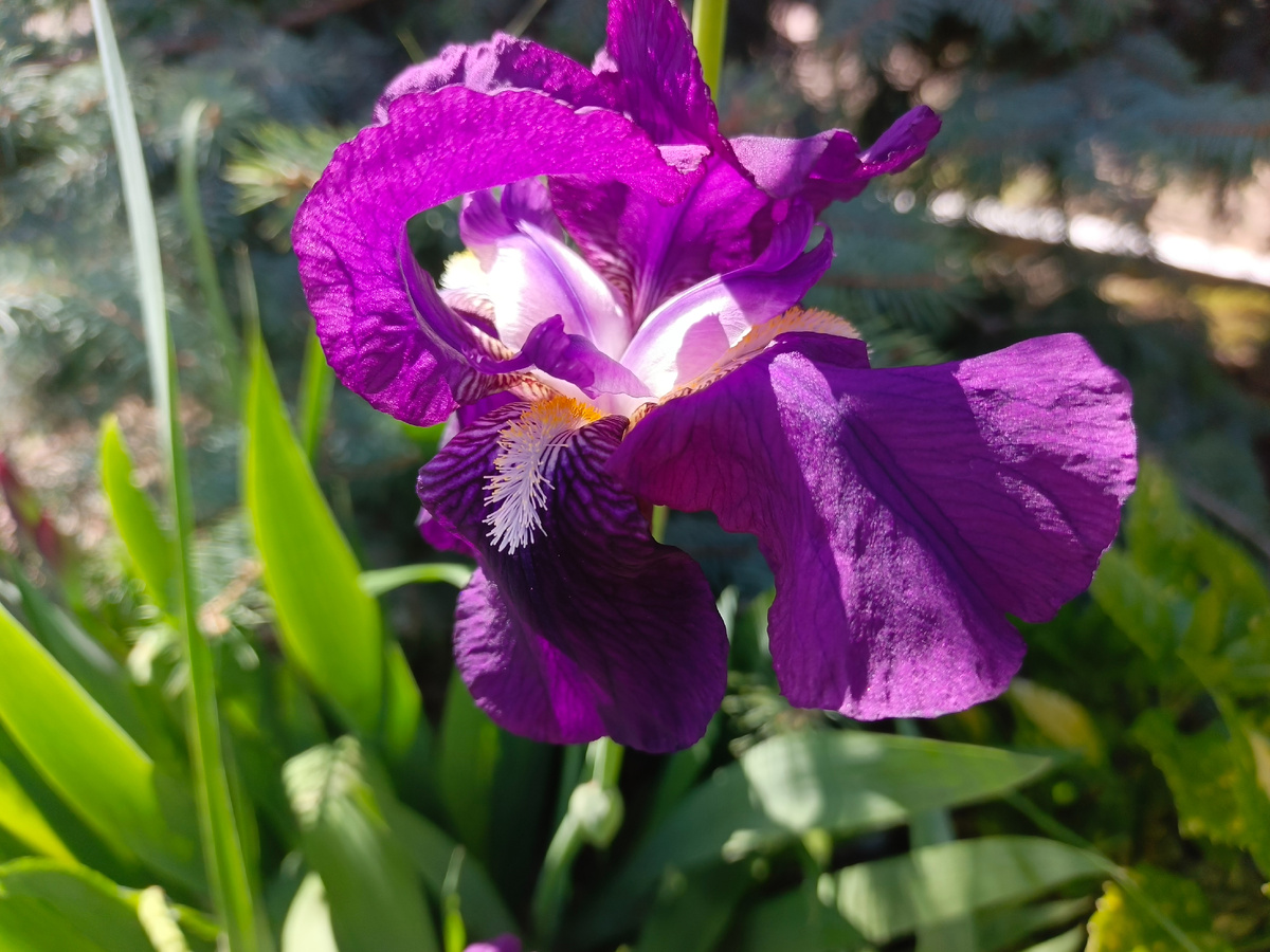 Адлер, Ирис, апрель 2026 года