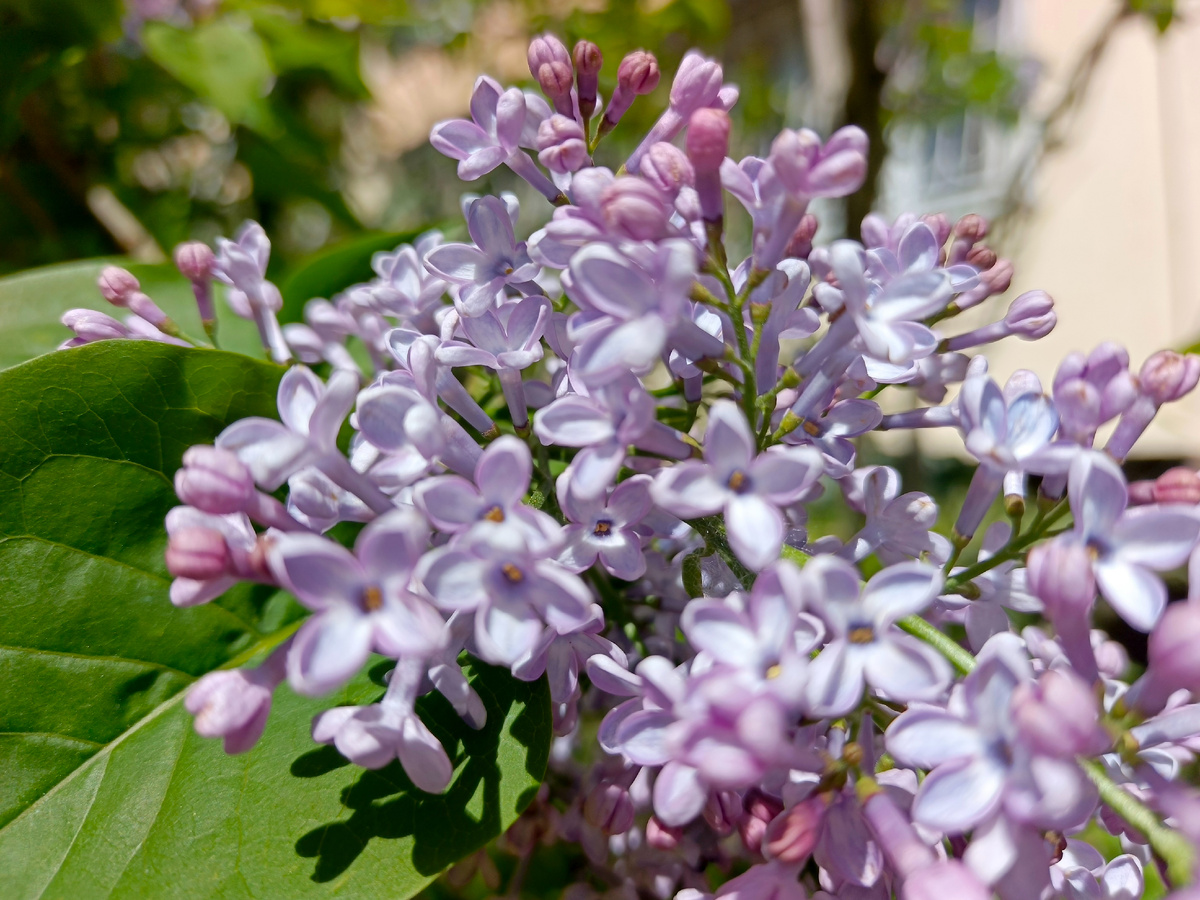 Адлер, Сирень, апрель 2026 года