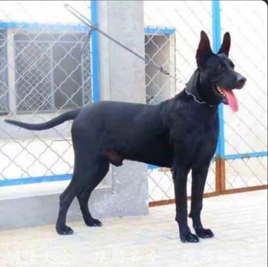 Чёрный волкособ