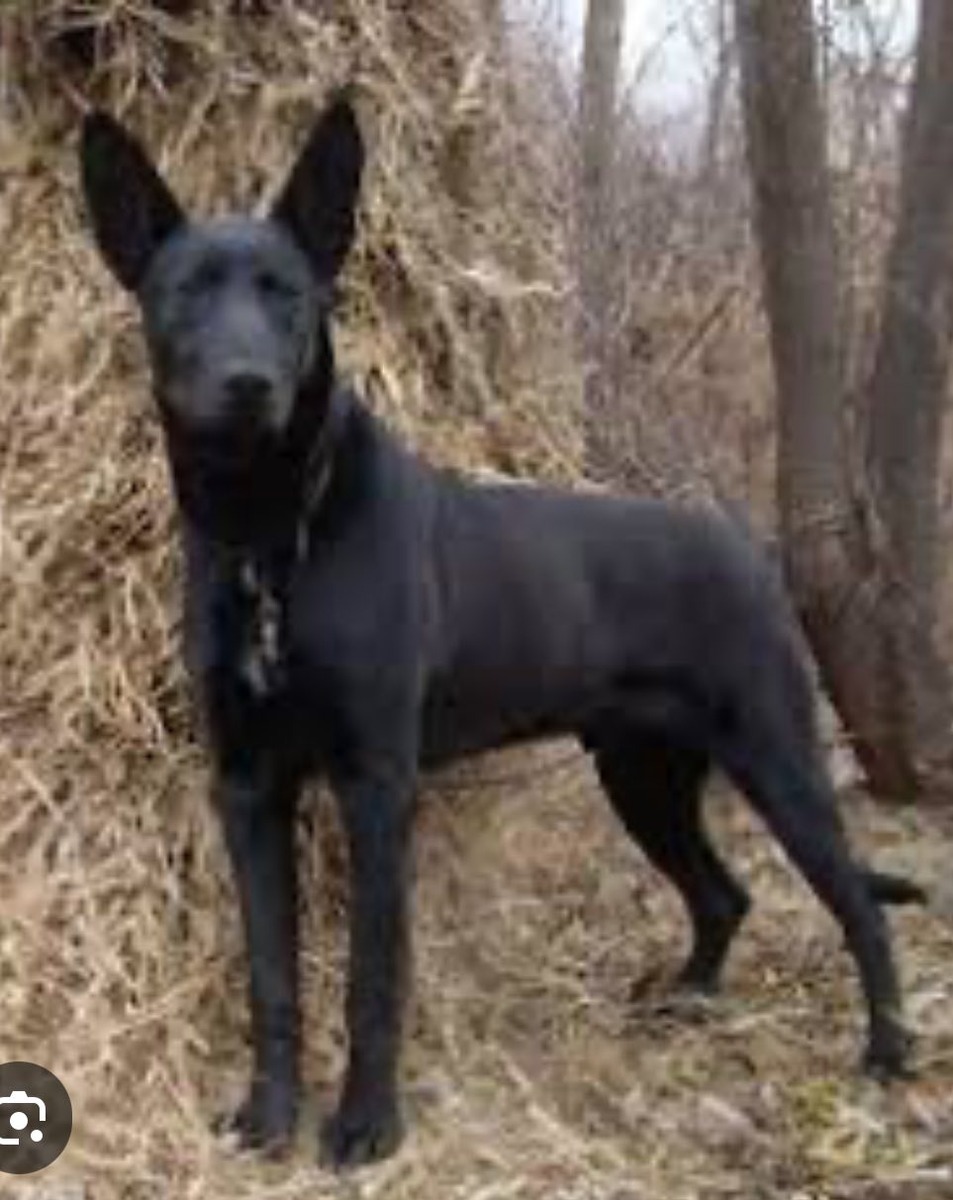 Китайский чёрный волкодав (моцзе- собака): первоначально выведен в северном Китае путём скрещивания немецких овчарок с китайскими собаками и волками. Его рост в холке составляет 75-80 см, как у немецкого дога, а длина шерсти — как у малинуа. Чёрные волки в Пинтуне, упомянутые в предыдущем посте, относятся к этой породе. (фото из тайванской группы любителей собак0