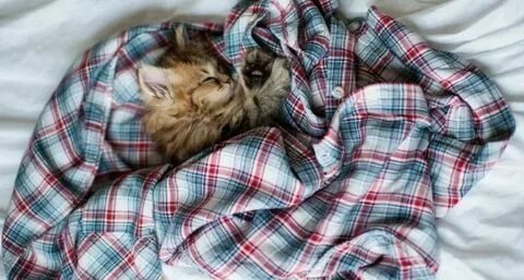 Фото Яндекс Картинки 