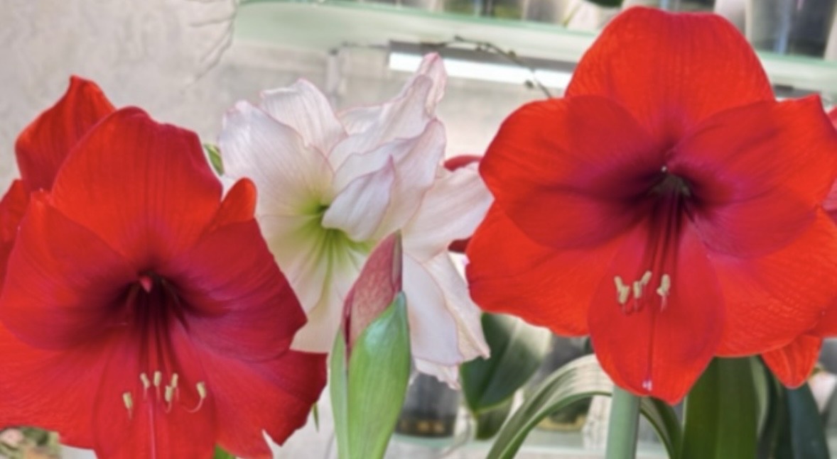 Афродита и Красные Львы