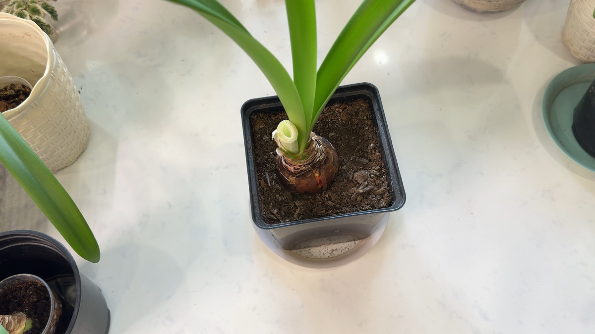 Гиппеаструм отцвёл