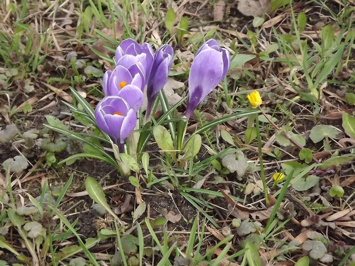 крокусы