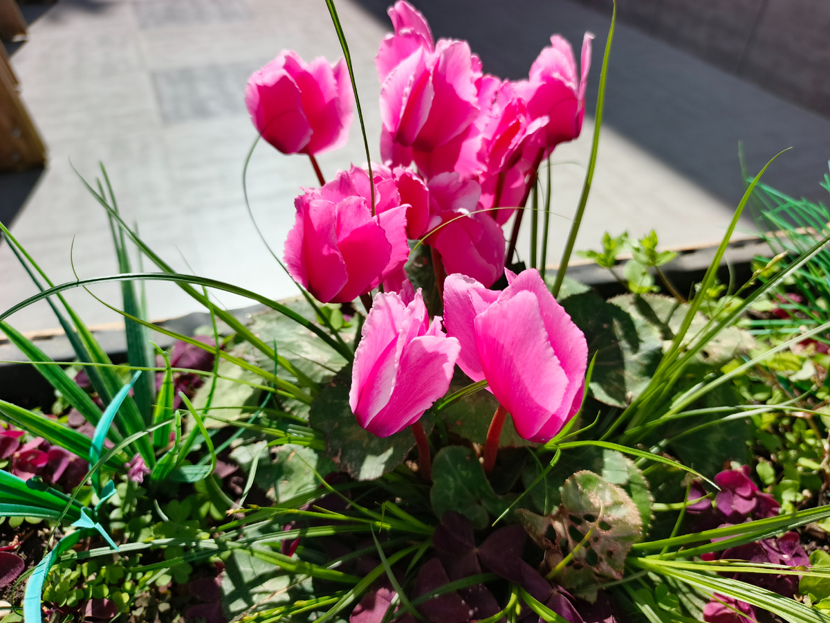 ФТ Сириус, апрель 2026 года