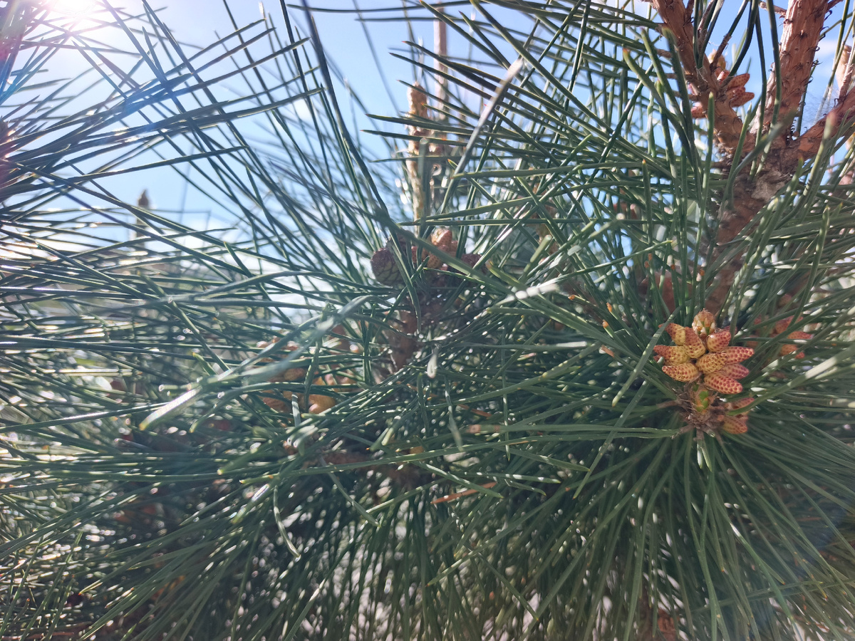 Адлер, апрель 2026 года