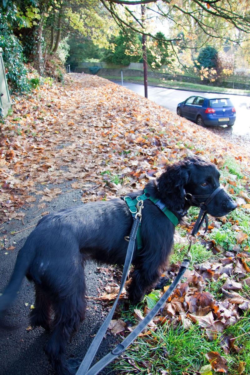    При выборе недоуздка для собаки убедитесь, что он сделан из качественных материалов