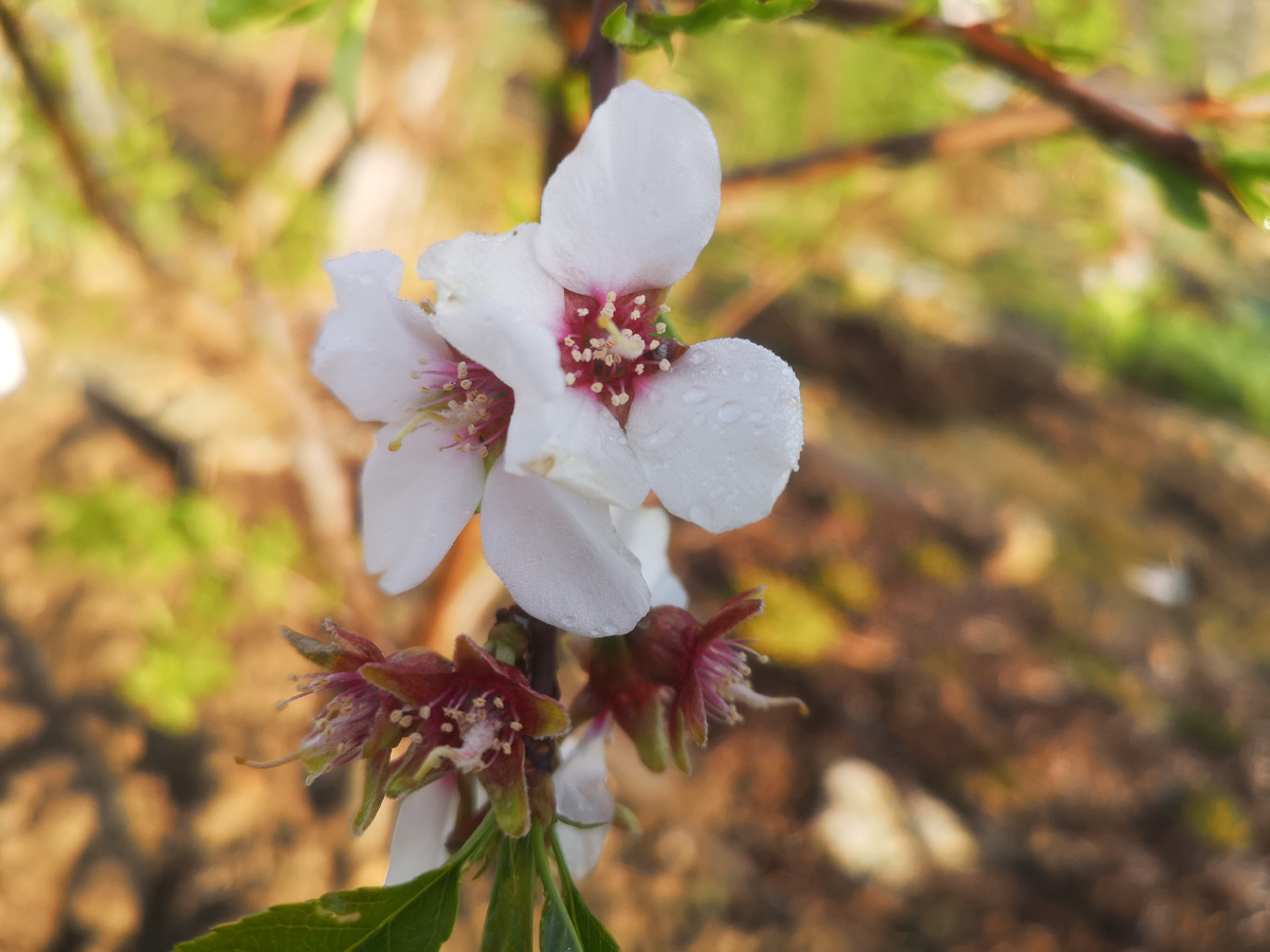 Цвет миндаля