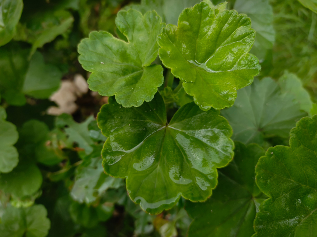 Адлер, апрель 2026 года