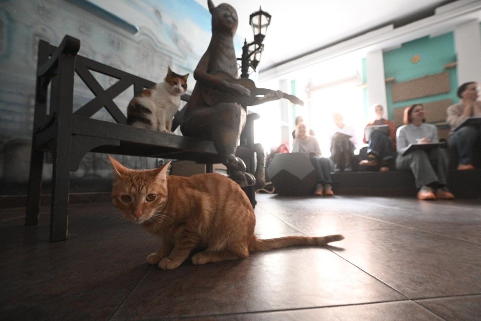    "Тотальный диктант" прошел 18 апреля в 55 странах мира. В Петербурге в нем приняли участие еще и котики. Алексей БУЛАТОВ