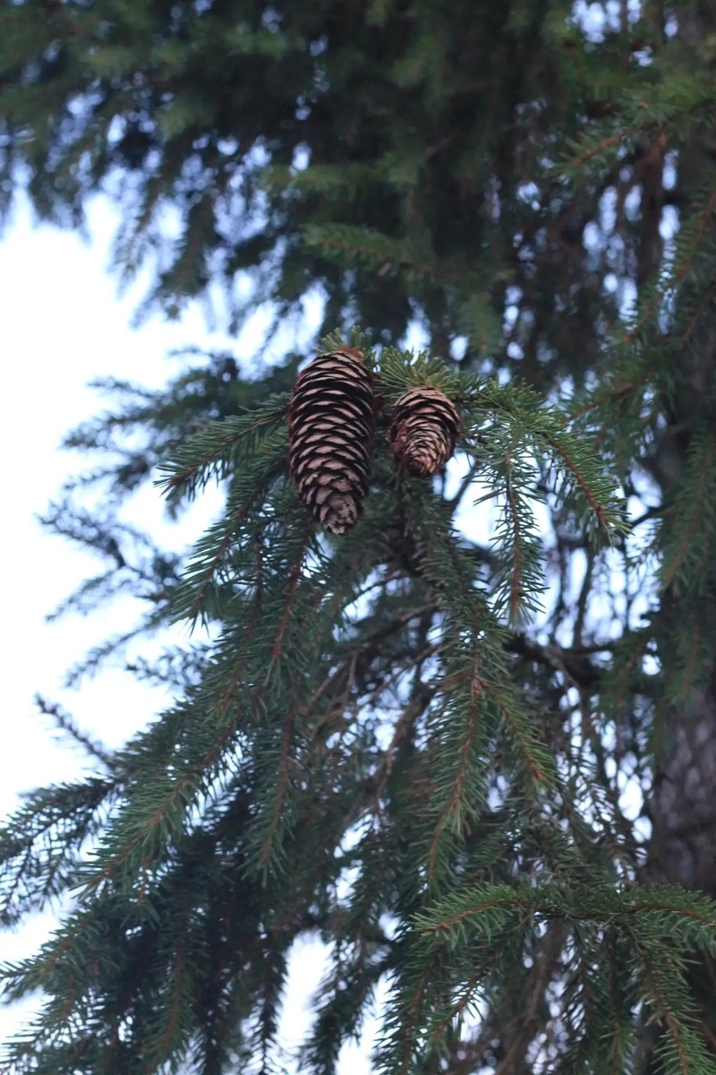 Солнышка не видно