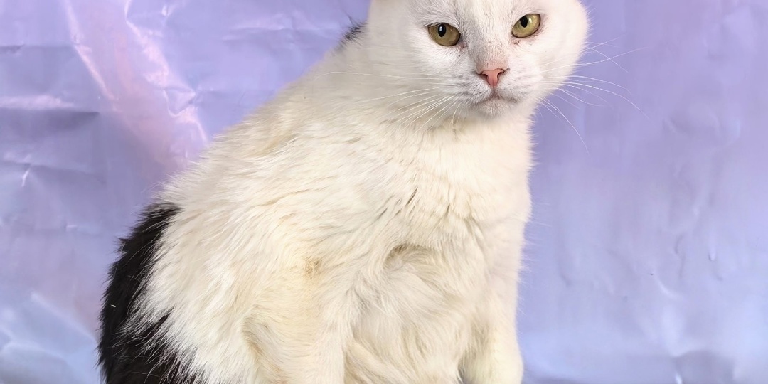 Мадам Коко из Каменной Лубны