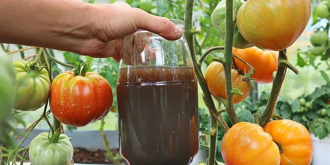 Природная подкормка от фитофторы на томатах, которая в 5 раз лучше Фитоспорина
