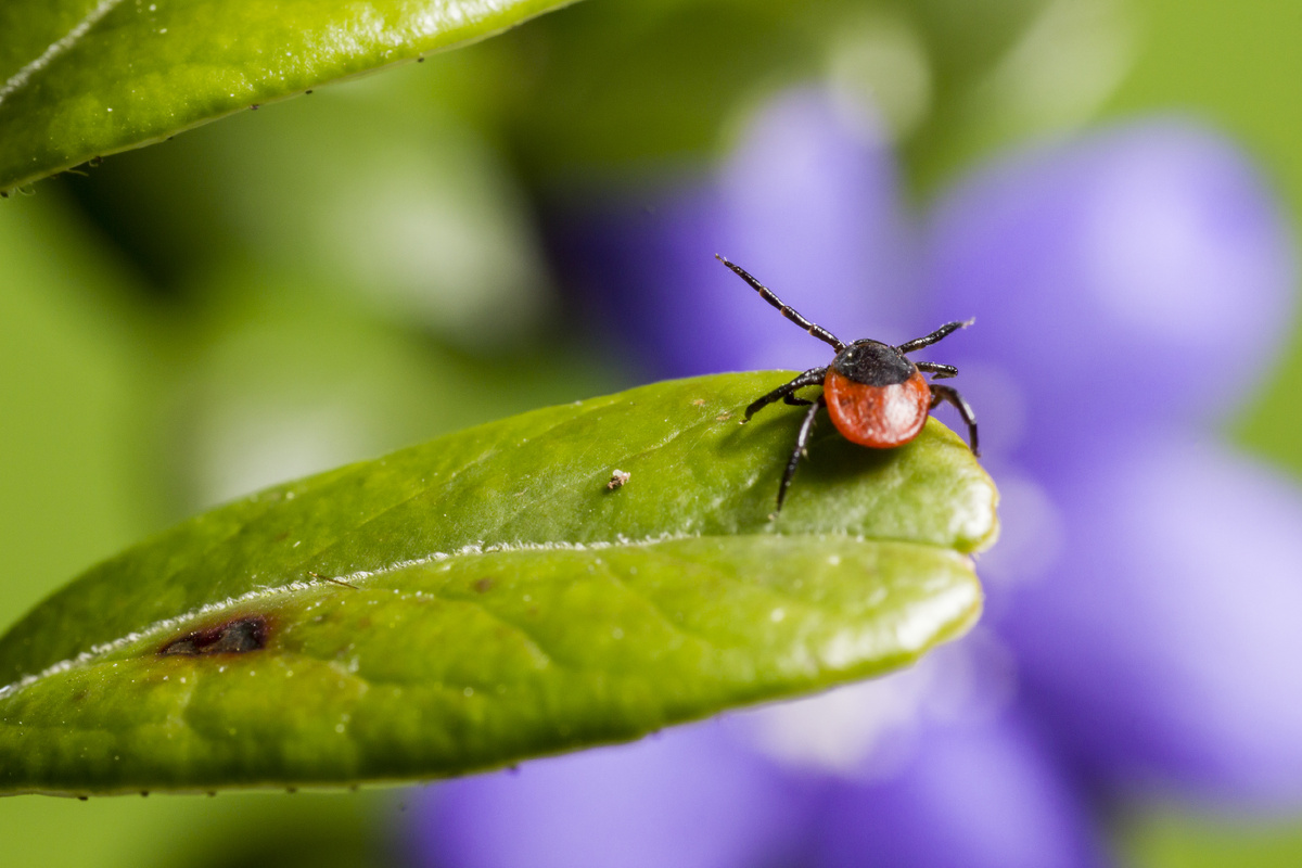 https://ru.freepik.com/free-photo/brown-black-bug-green-leaf_9867712.htm#fromView=search&page=1&position=2&uuid=04b65310-1f08-4fcc-a5ec-6e06cdb79558&query=%D0%BA%D0%BB%D0%B5%D1%89
