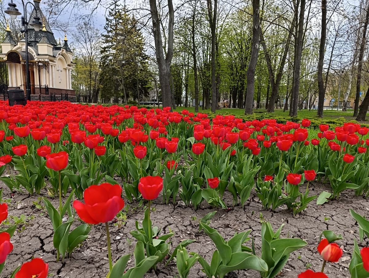 Маки (или тюльпаны) возле часовни Святой Варвары (православной покровительницы шахтёров и горняков).