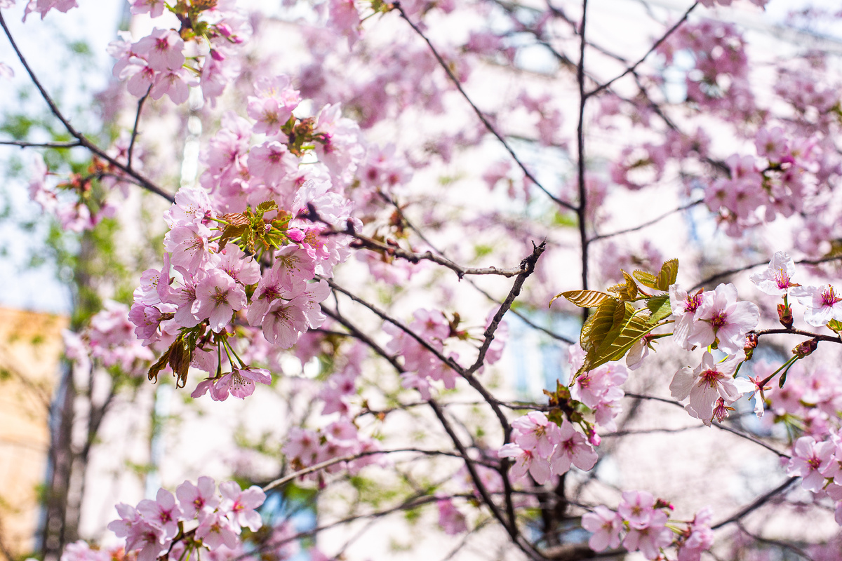 Цветущая сакура во дворе храма священномученика Власия в Старой Конюшенной слободе. Москва. Фото автора статьи 