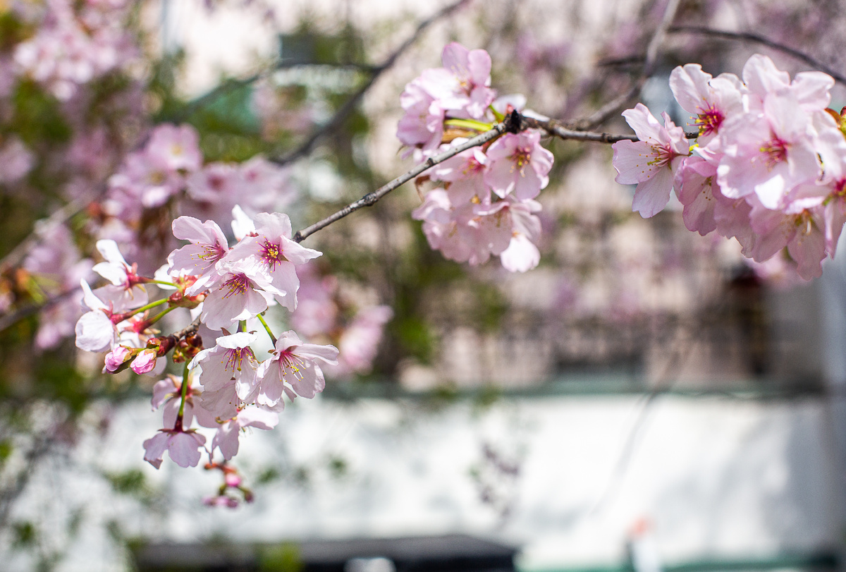 Цветущая сакура во дворе храма священномученика Власия в Старой Конюшенной слободе. Москва. Фото автора статьи 