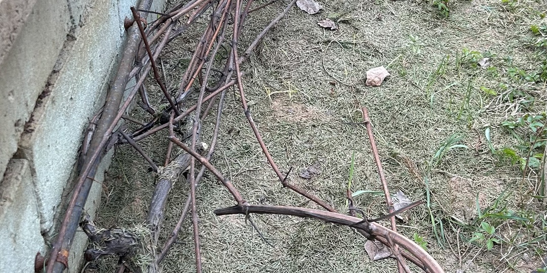 59°54' | Ревизия балтийского винограда 🌱🍇