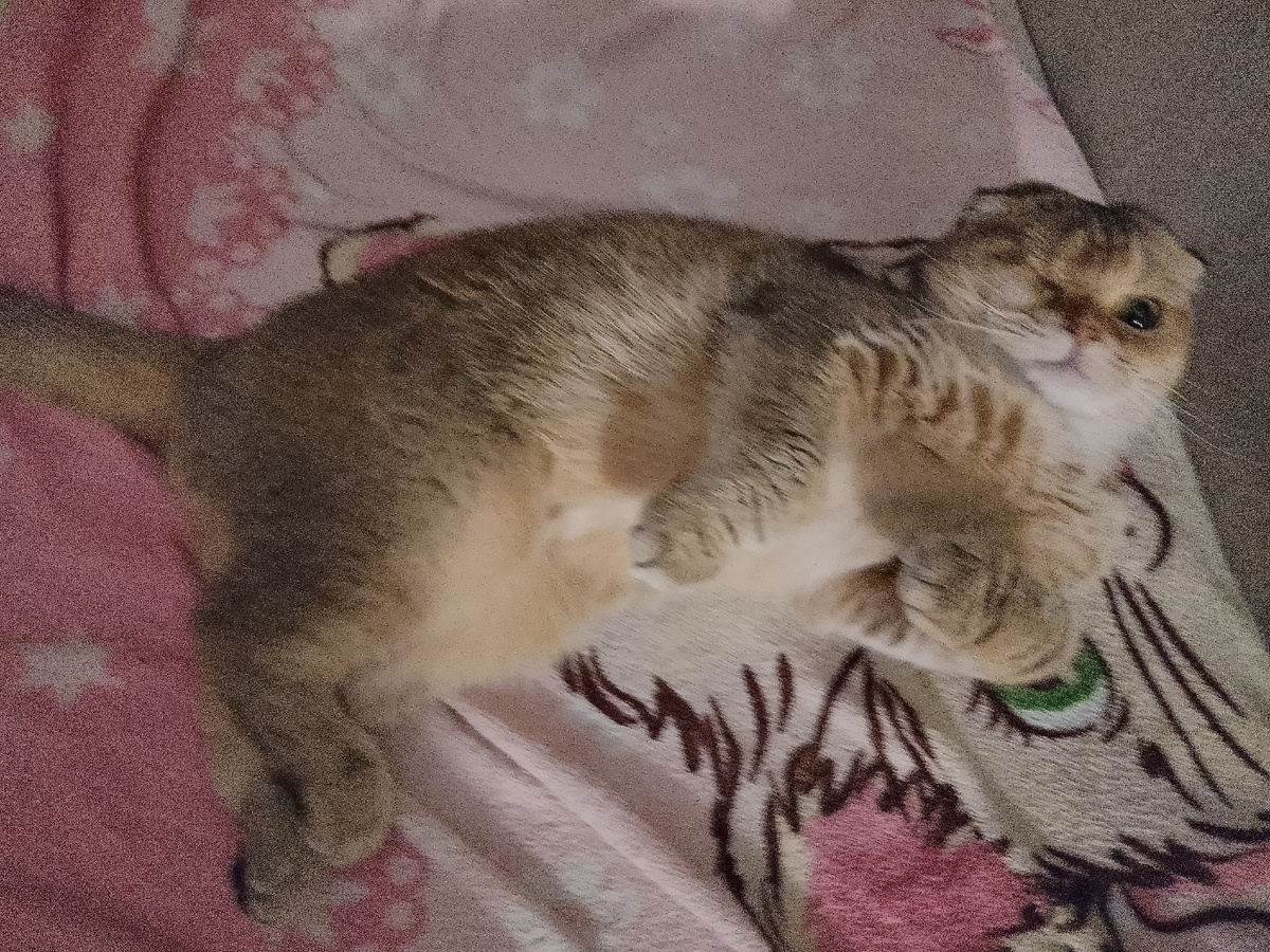 Ну что ты опять развела, Наташа, ну постирала бы потом плед, всех дел-то... Отстань, а? Размышлять мешаешь