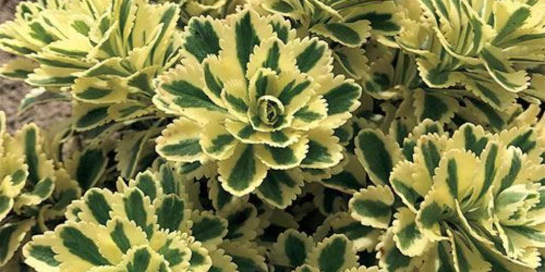 Цветы для ленивых: 5 неприхотливых цветов для дачи