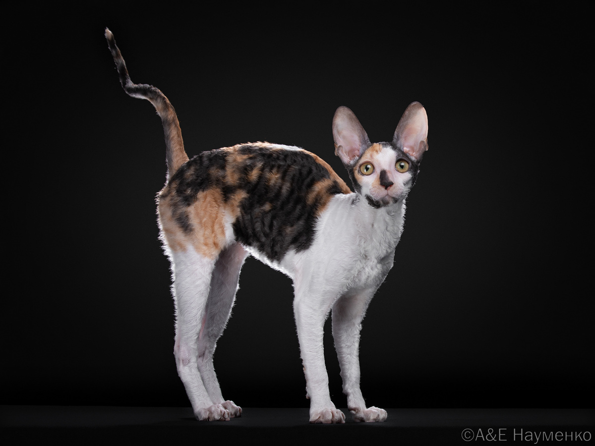 Корниш-рекс, питомник ShabbyMur