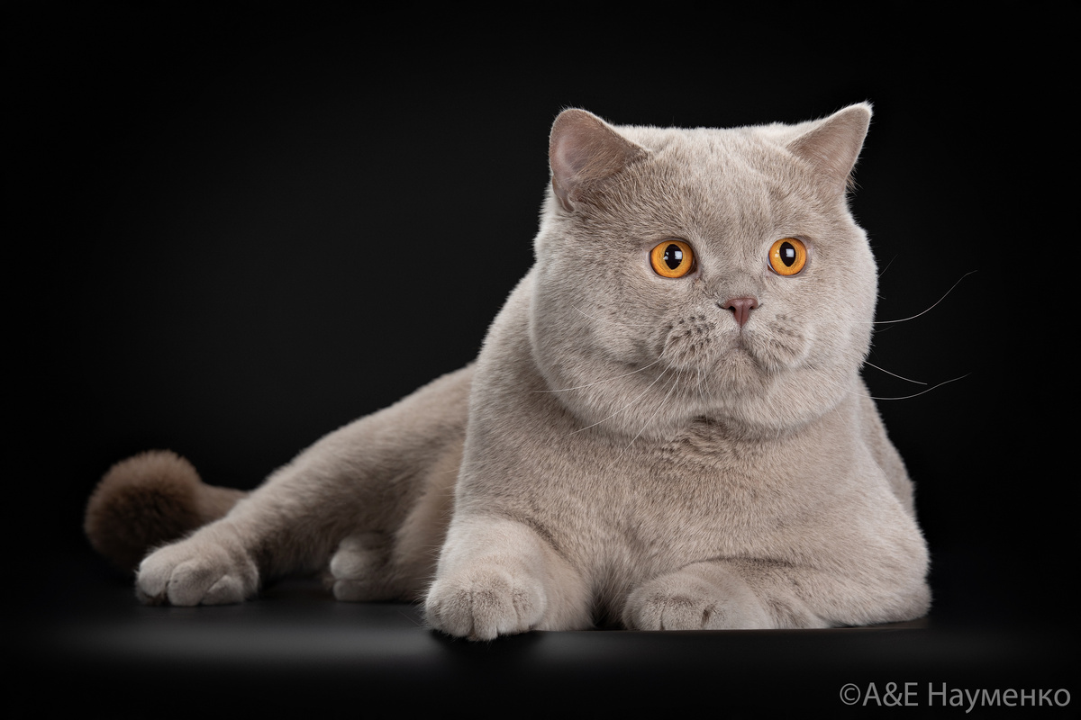 Британский кот, питомник Kingli Velvet