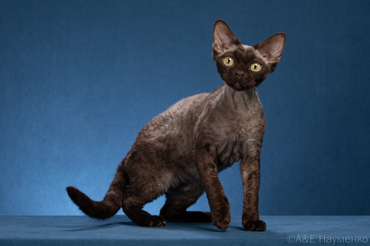 Девон-рекс, питомник Samgina Pro
