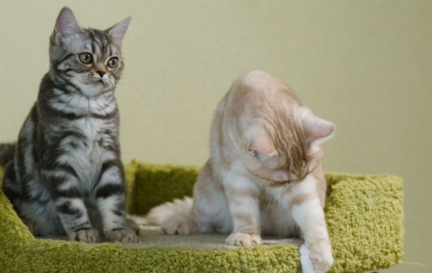Где взять котёнка?