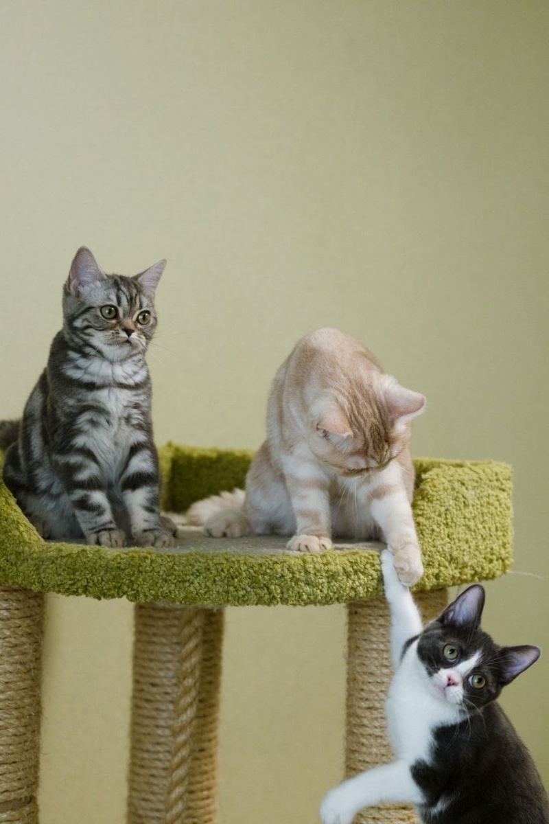 Котята породы американская короткошёрстая, питомник Rumfold: «Мама, нам можно поиграть?» :-)