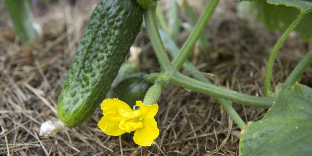 Даже хилые растения оживают: 1 стакан — и урожай растет на глазах