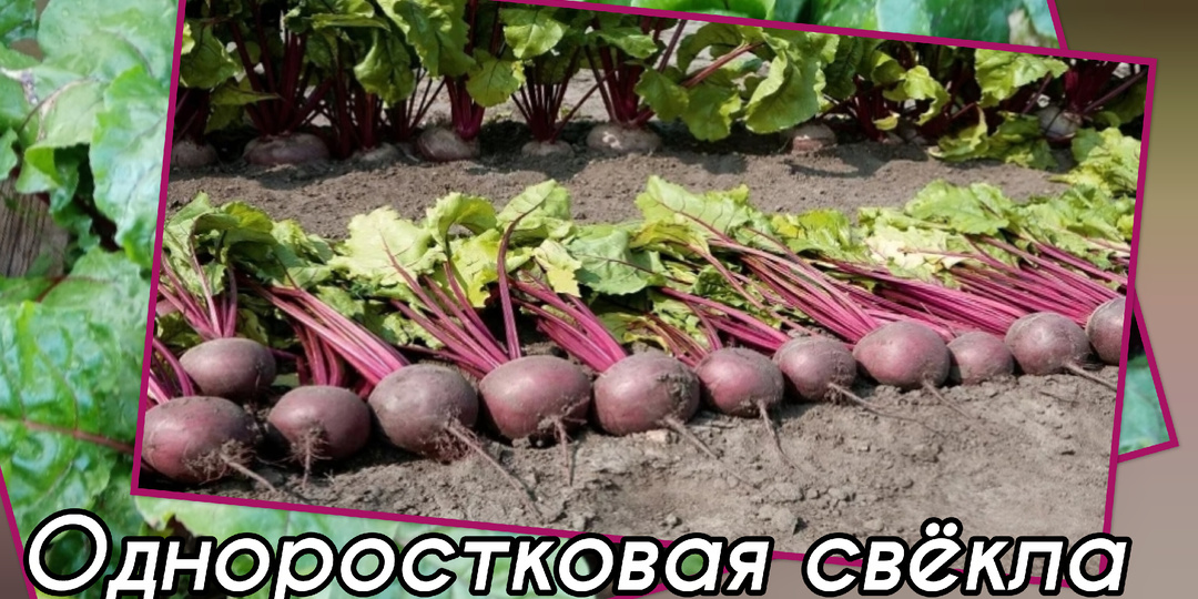 Два урожая свёклы за сезон даже в Сибири. Одноростковая свёкла. Советую👌