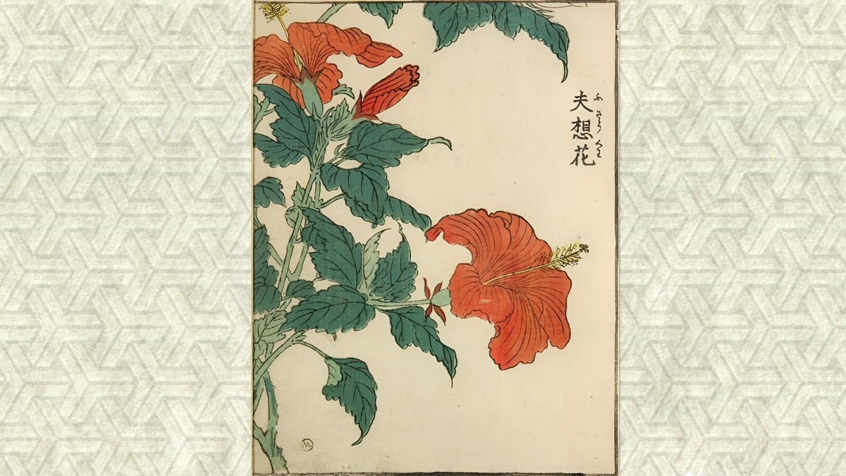Цветы гибискуса-мукугэ. Цветная гравюра на дереве. Масаёси Китао, 1804 г.