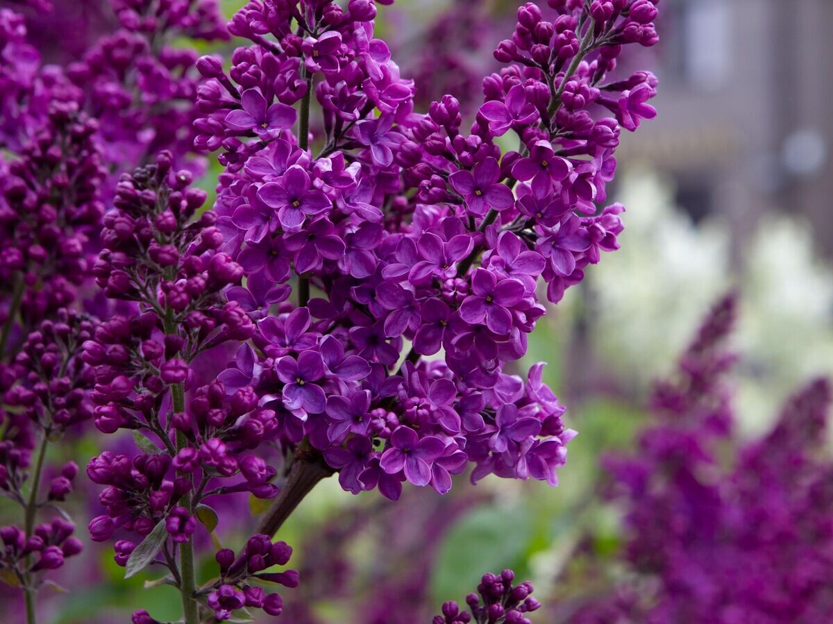    Сезон цветения в Москве | © РИА Новости / Мария Девахина