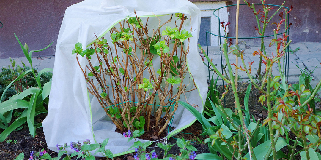 Вопрос-ответ: отвечаем на самые частые вопросы иркутских садоводов об апрельских работах