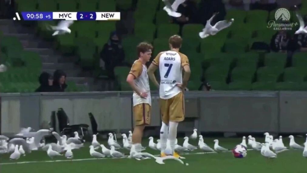    Кадр видео Santiago Ravidlas/x.com