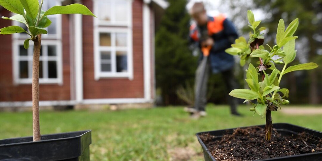 Эксперт рассказала, когда высаживать рассаду в открытый грунт