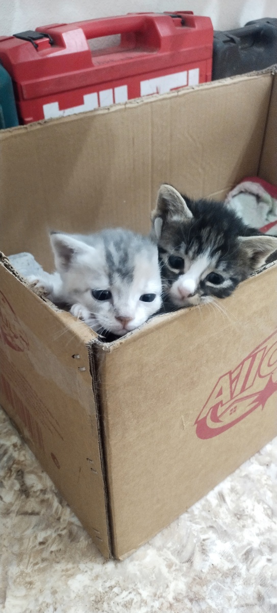 Это приёмные котята из первой партии.