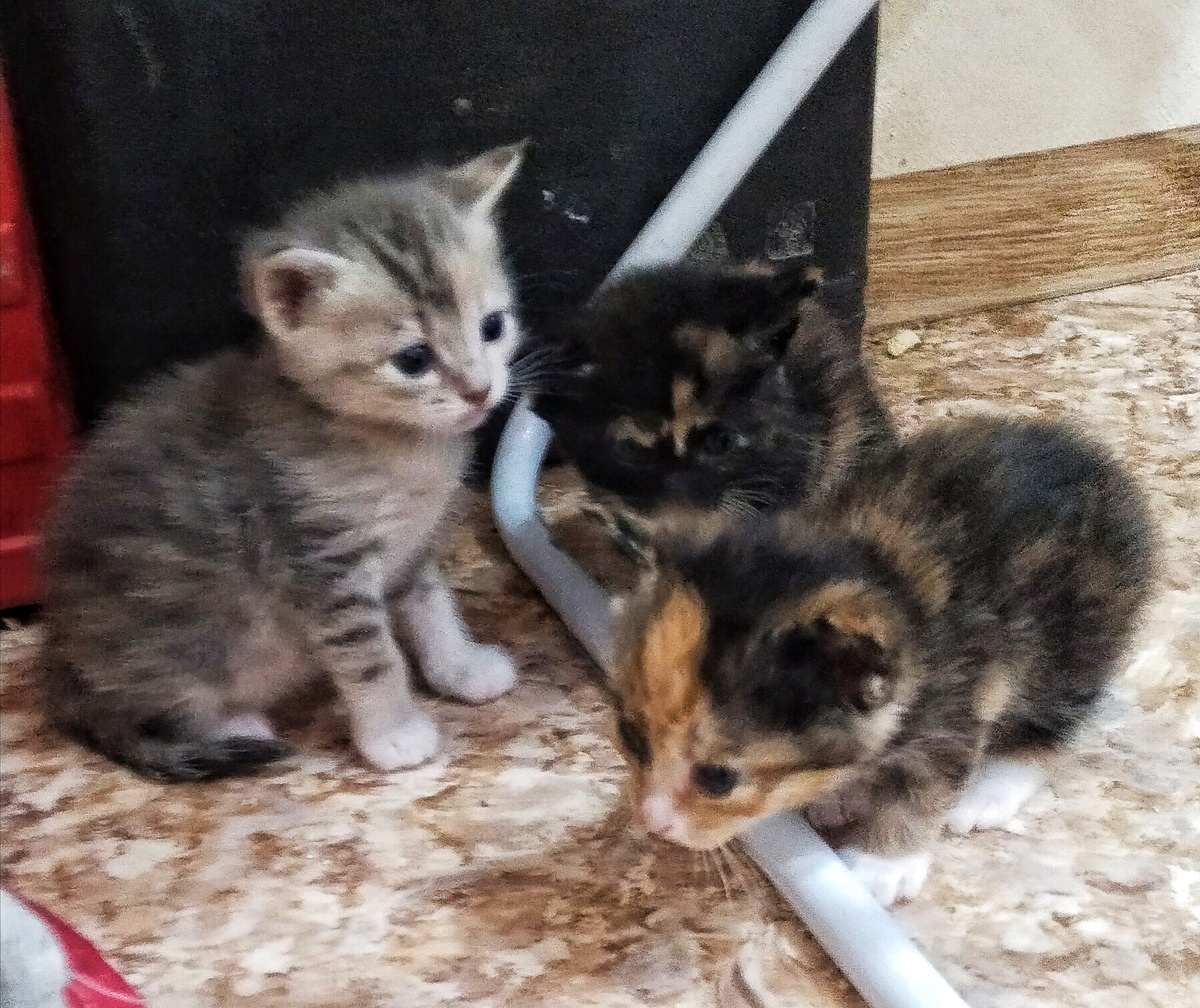 Черепашки- родные котята Шкоды.