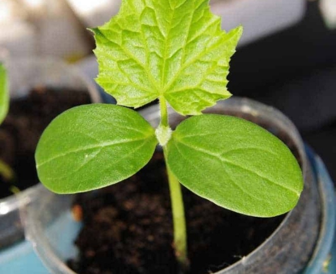 Почему мы не вовремя сеем огурцы на рассаду - и огурец вытягивается, бледный и переросший. И как безошибочно выбрать сроки посадки