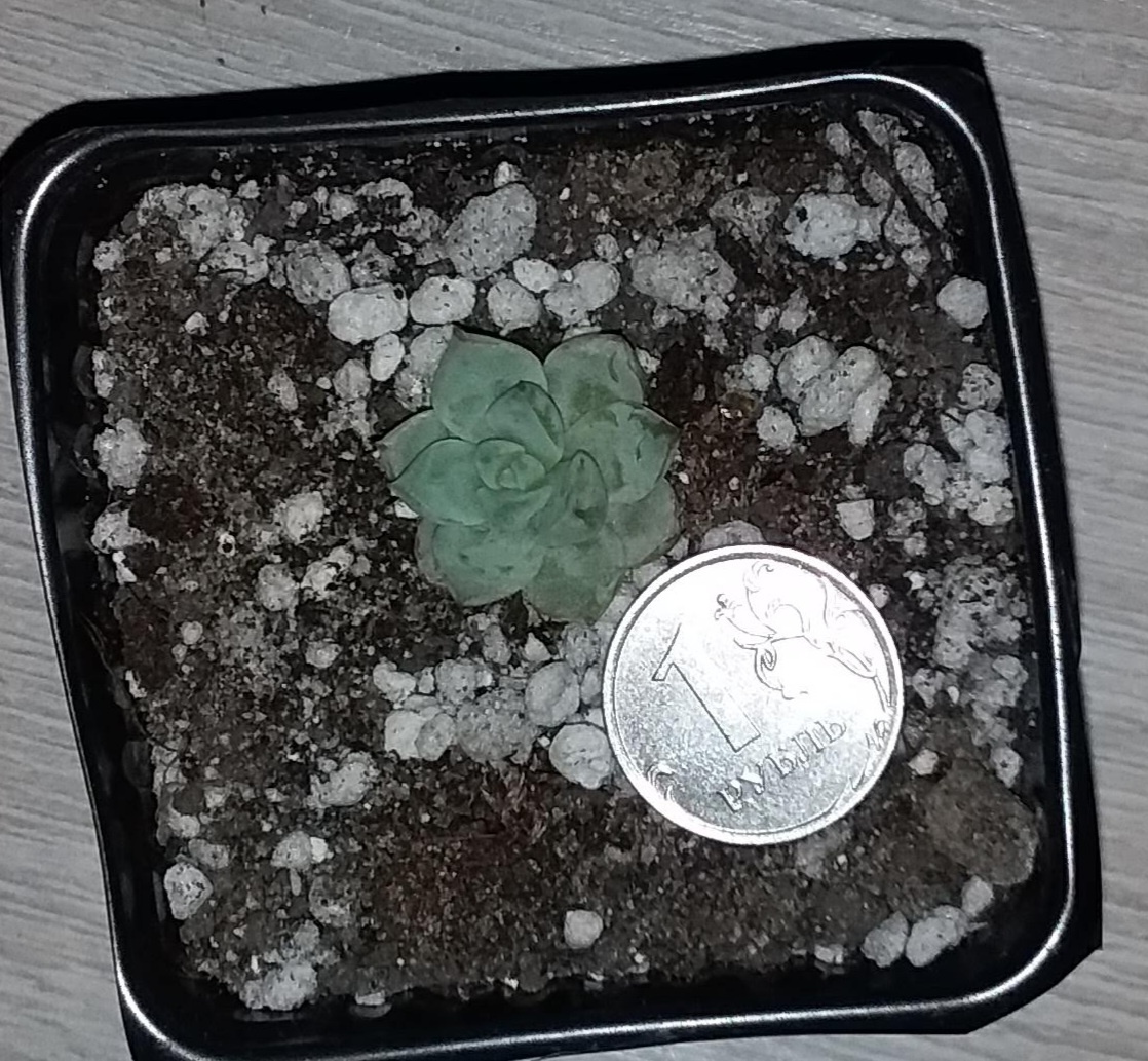 Тогда я фото делала для динамики роста.