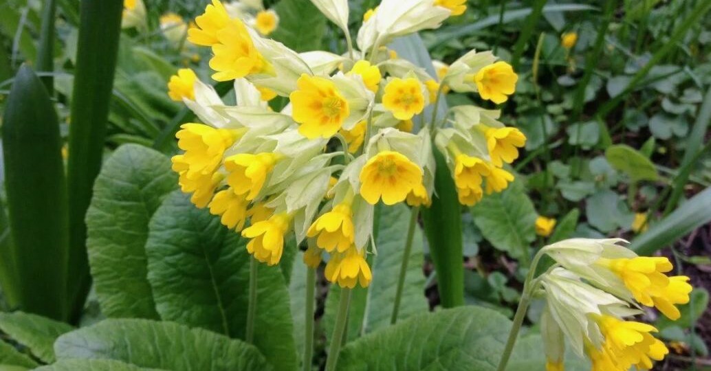 Ключ от весны: за что примулу называли баранчиками и ценили наши бабушки