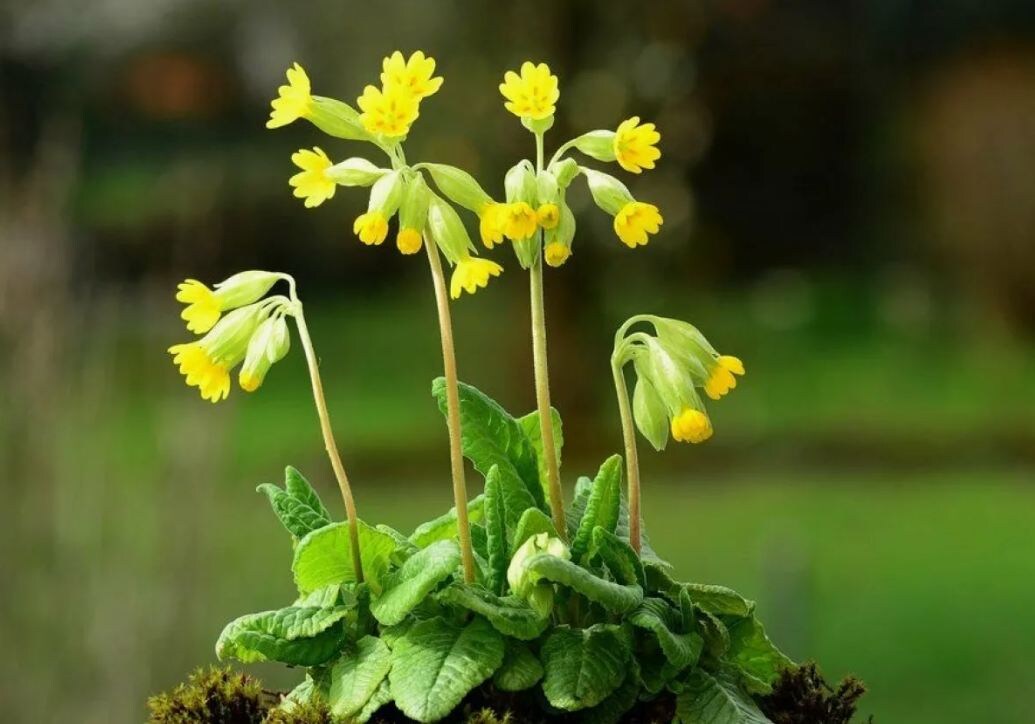 Примула желтая ключики весенний цветок