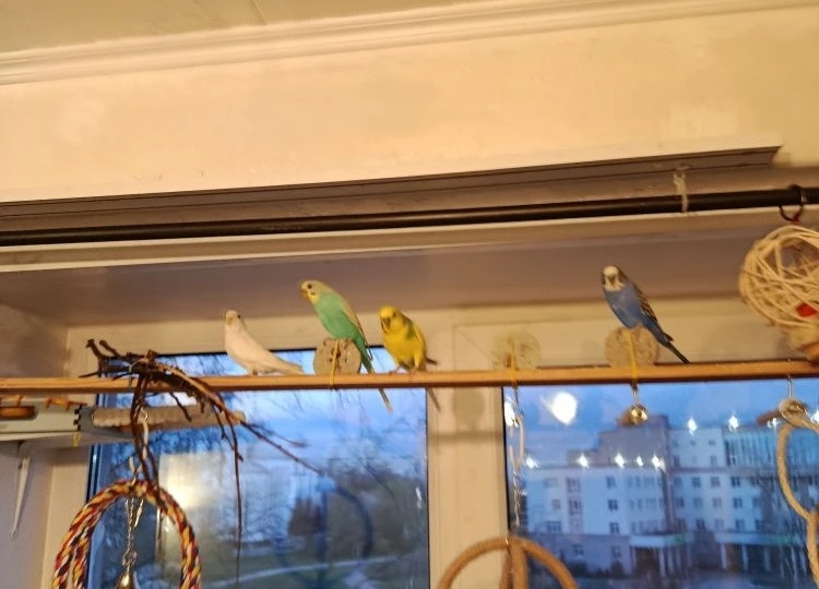 Секрет здоровья пернатых: как часто на самом деле нужно менять корм и чистить кормушку волнистого попугая