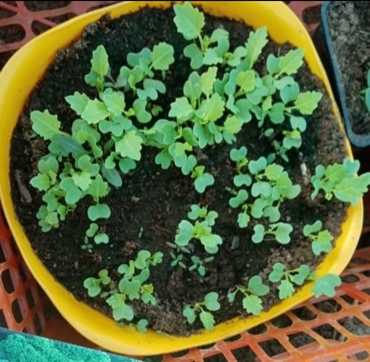 Рассада декоративной капусты/фото автора статьи 