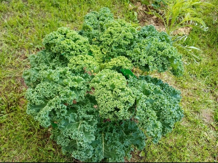 Капуста декоративная и салатная в июле/фото автора статьи