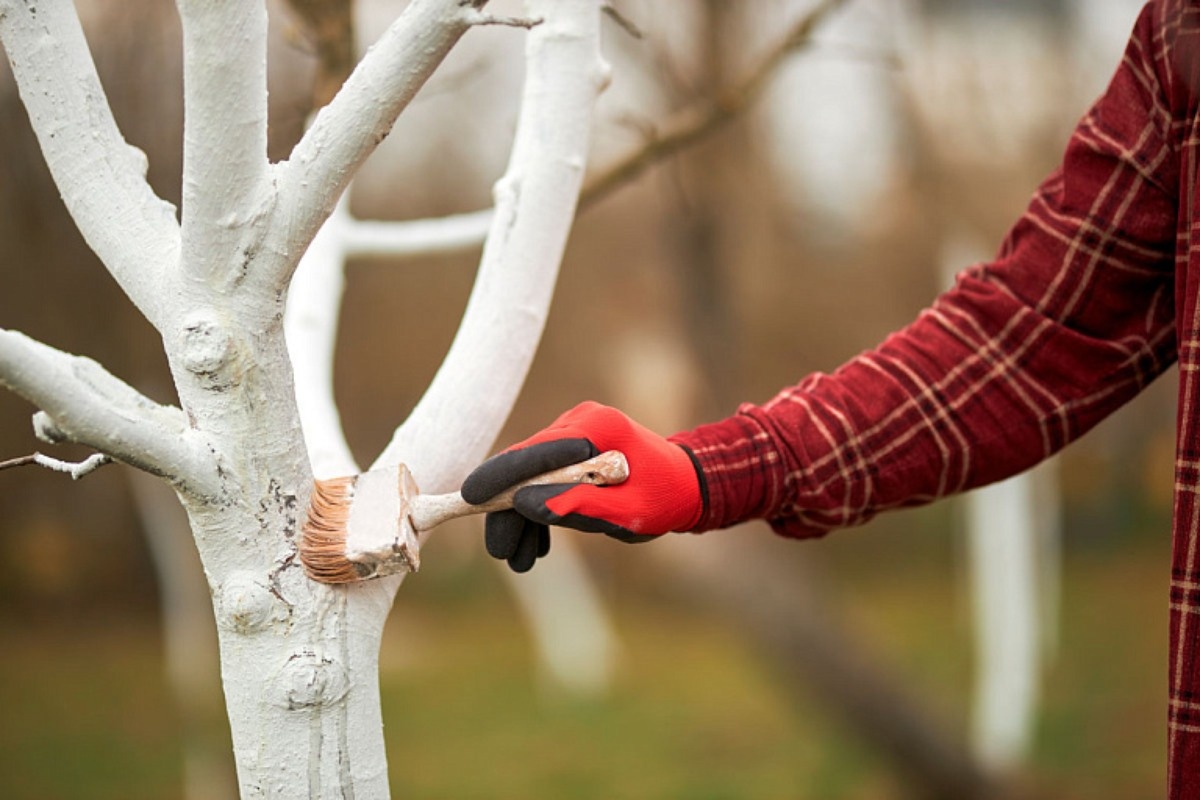    Фото: Halyna Bobyk / Shutterstock.com